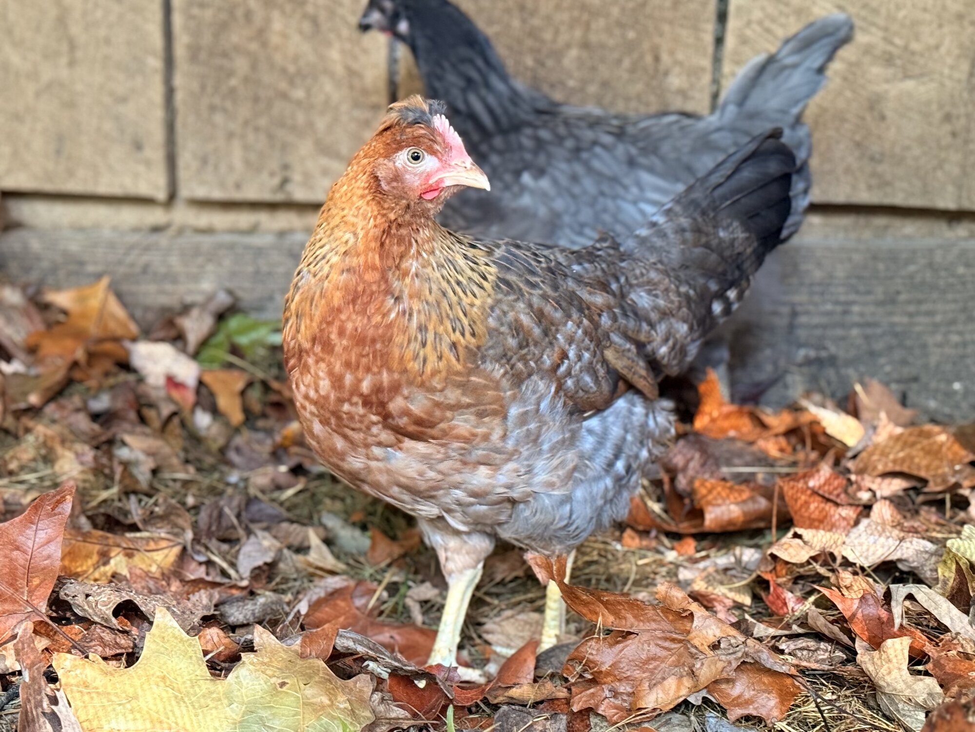 Feathers of Fall Photo Contest—BYC's 2025 Spooktacular Halloween Hatch-Along 15.jpg