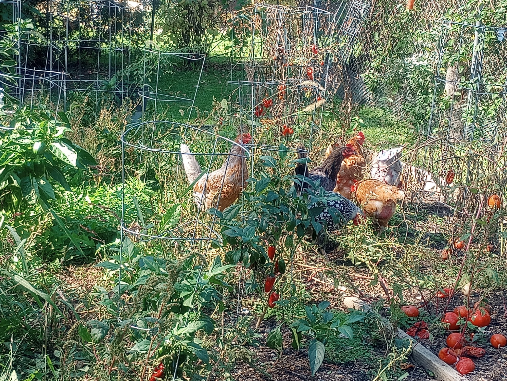 Feathers of Fall Photo Contest—BYC's 2025 Spooktacular Halloween Hatch-Along 16.jpg