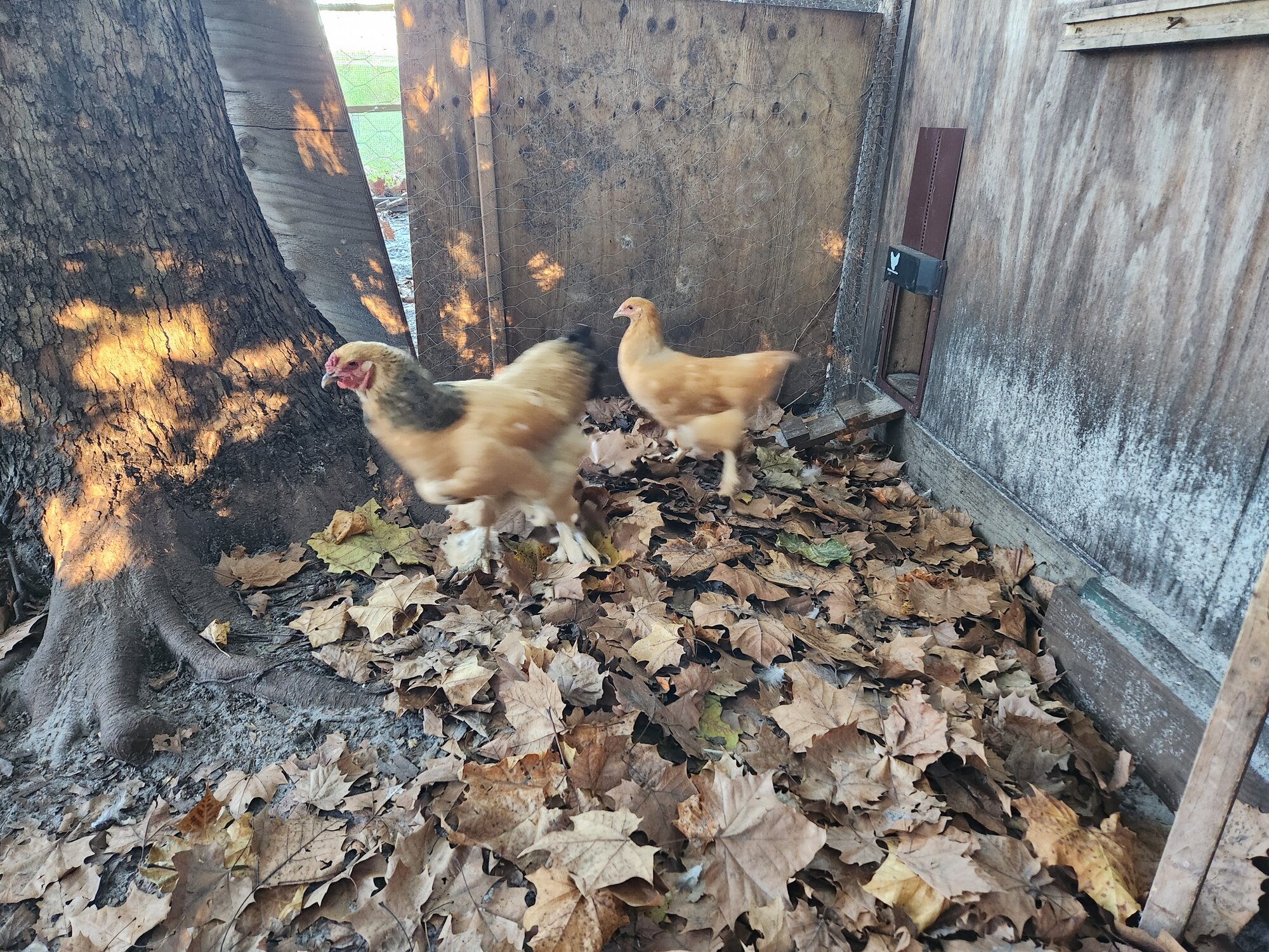 Feathers of Fall Photo Contest—BYC's 2025 Spooktacular Halloween Hatch-Along 17.jpg