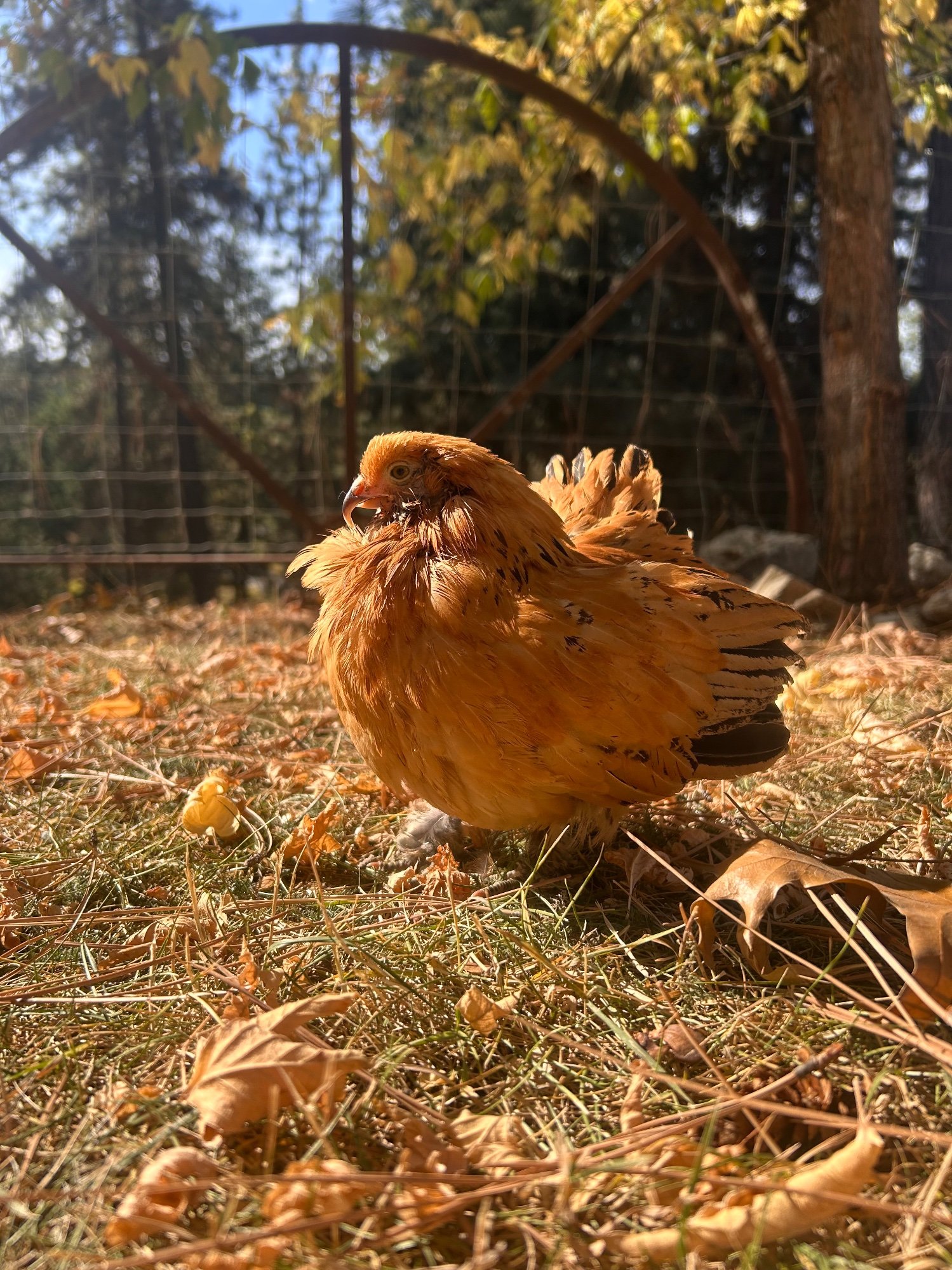Feathers of Fall Photo Contest—BYC's 2025 Spooktacular Halloween Hatch-Along 18.jpg