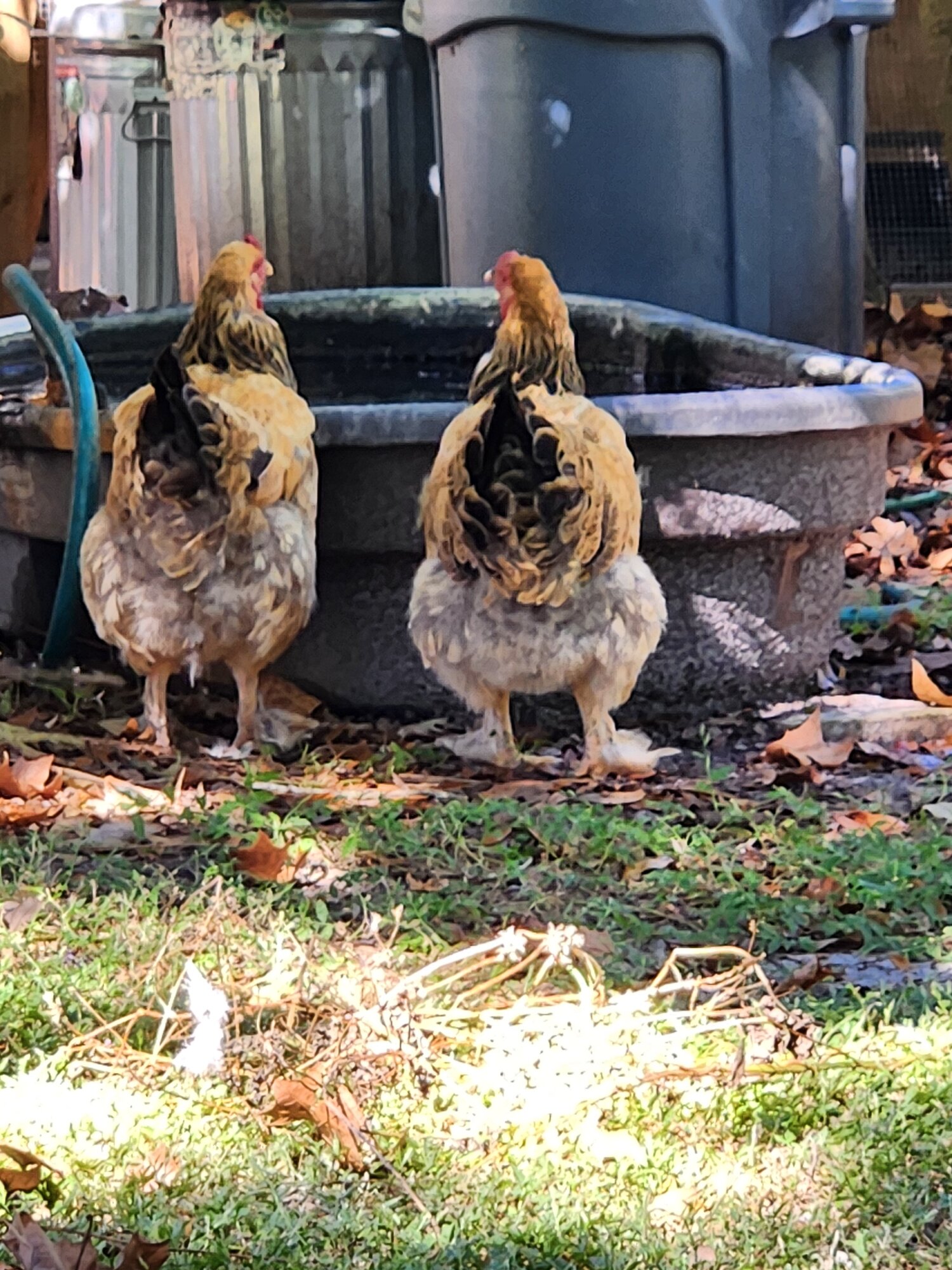 Feathers of Fall Photo Contest—BYC's 2025 Spooktacular Halloween Hatch-Along 19.jpg