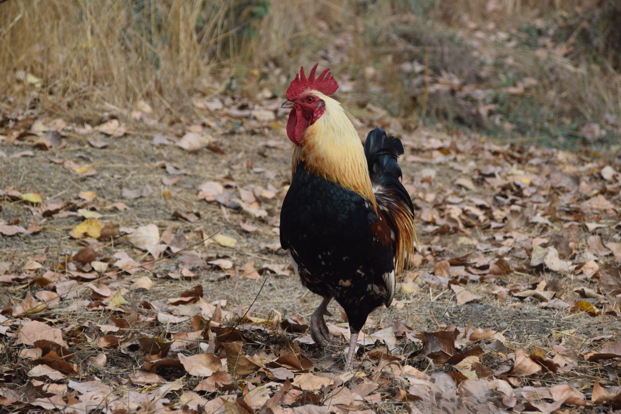 Feathers of Fall Photo Contest—BYC's 2025 Spooktacular Halloween Hatch-Along 2.jpg