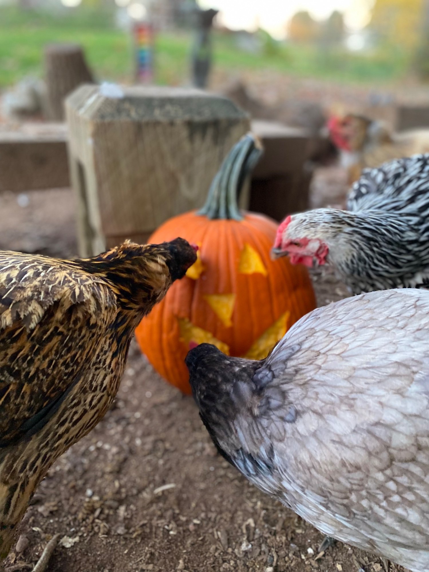 Feathers of Fall Photo Contest—BYC's 2025 Spooktacular Halloween Hatch-Along 21.jpg