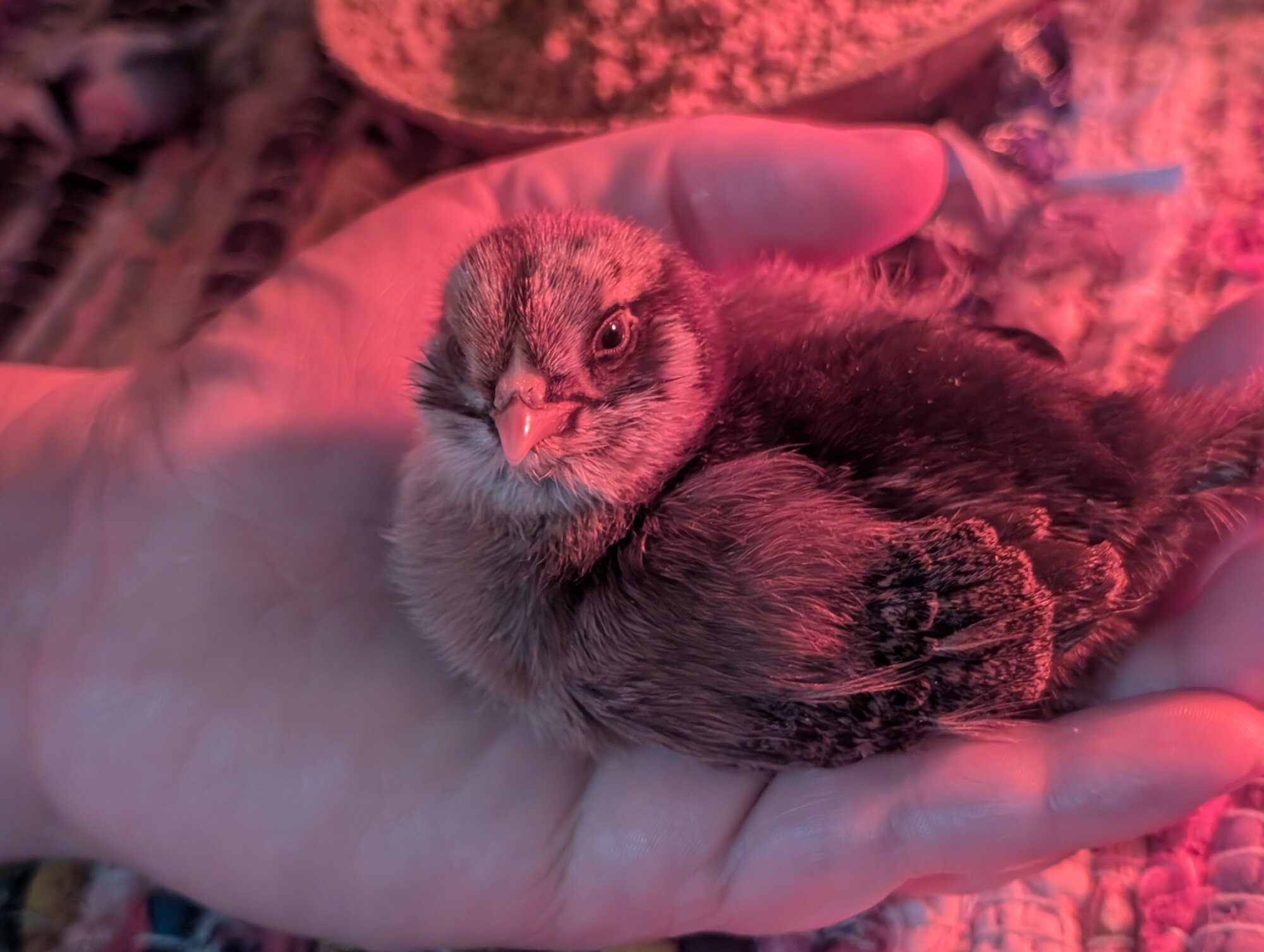 Feathers of Fall Photo Contest—BYC's 2025 Spooktacular Halloween Hatch-Along 22.jpg