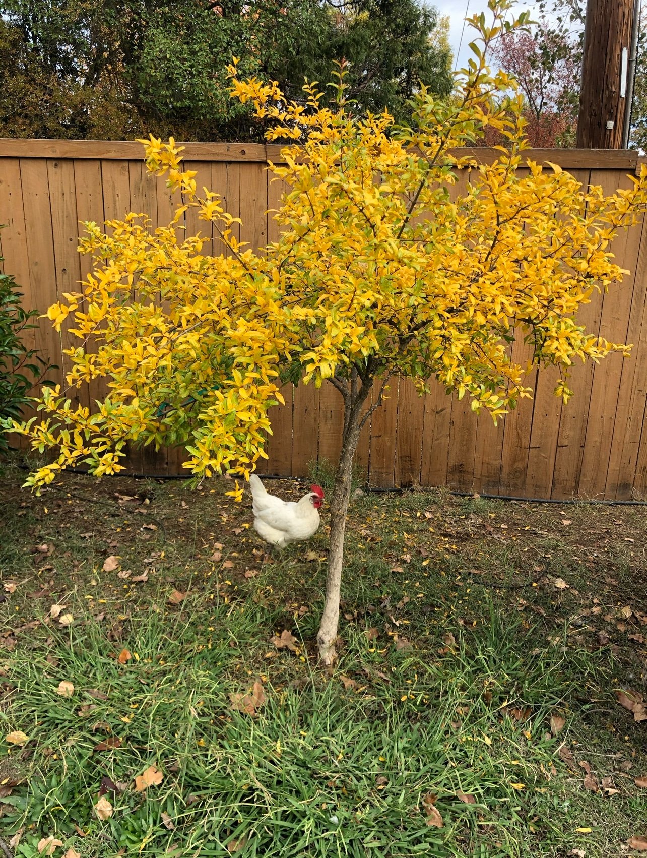Feathers of Fall Photo Contest—BYC's 2025 Spooktacular Halloween Hatch-Along 23.jpg
