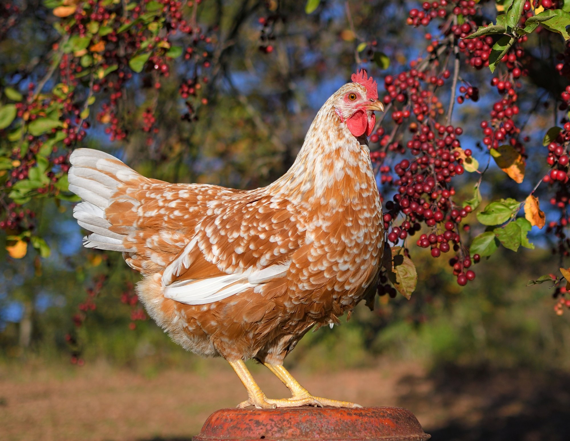 Feathers of Fall Photo Contest—BYC's 2025 Spooktacular Halloween Hatch-Along 24.jpg
