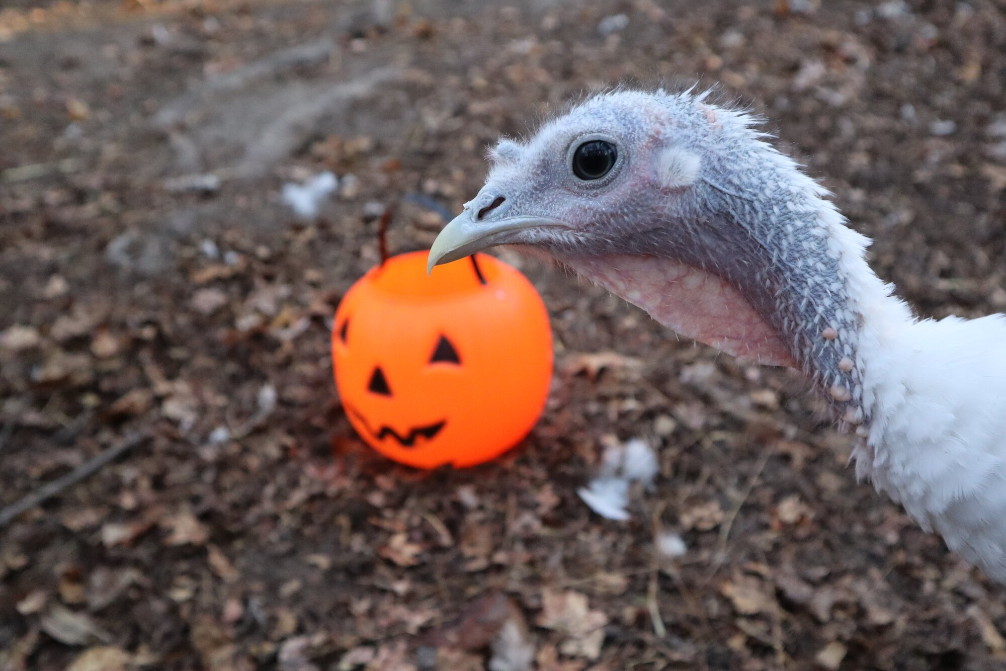 Feathers of Fall Photo Contest—BYC's 2025 Spooktacular Halloween Hatch-Along 25.jpg