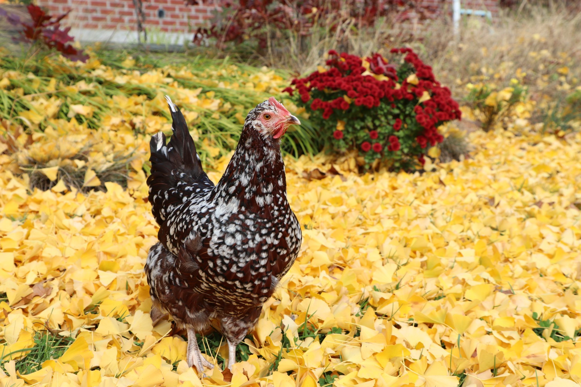 Feathers of Fall Photo Contest—BYC's 2025 Spooktacular Halloween Hatch-Along 26.jpg