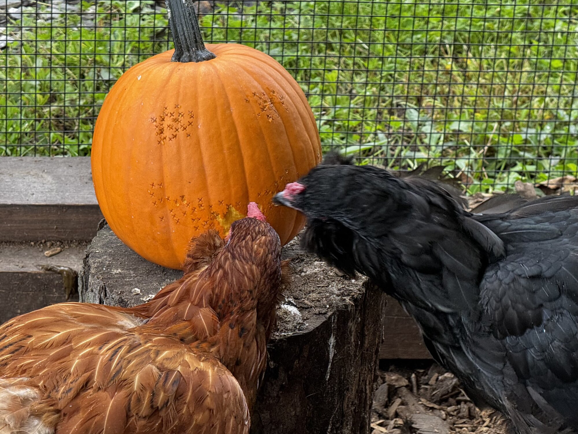 Feathers of Fall Photo Contest—BYC's 2025 Spooktacular Halloween Hatch-Along 27.jpg