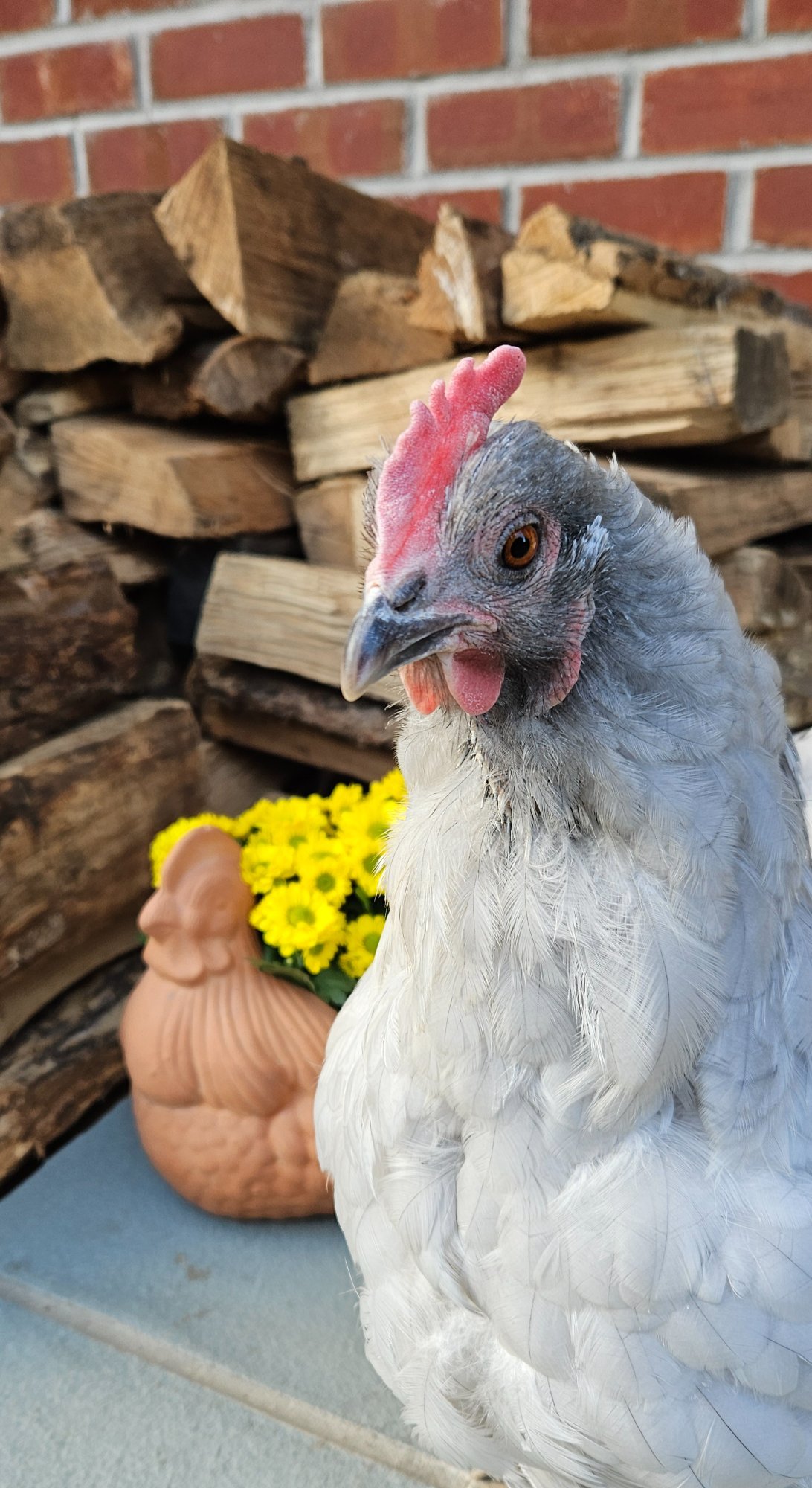 Feathers of Fall Photo Contest—BYC's 2025 Spooktacular Halloween Hatch-Along 28.jpg