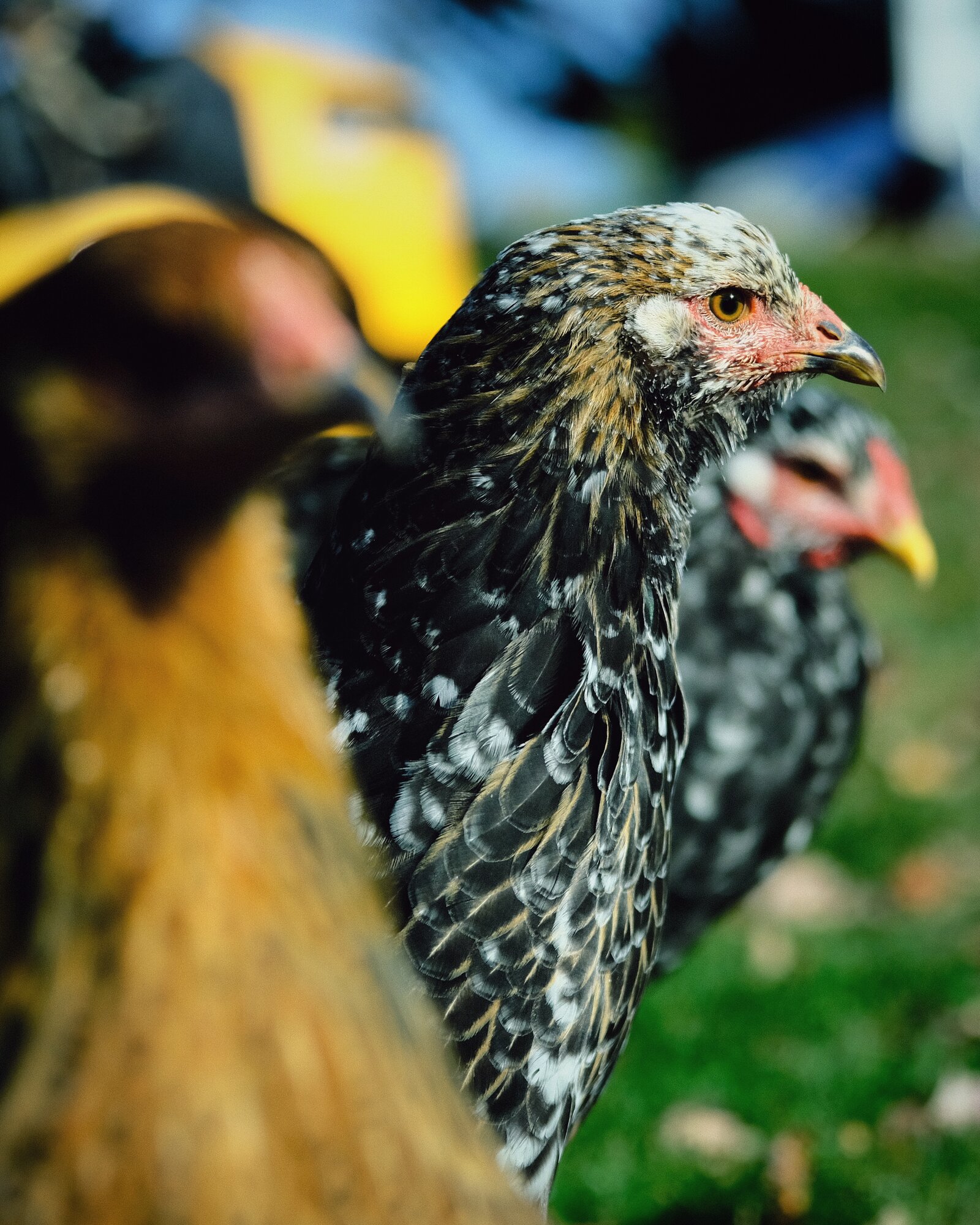 Feathers of Fall Photo Contest—BYC's 2025 Spooktacular Halloween Hatch-Along 29.jpg