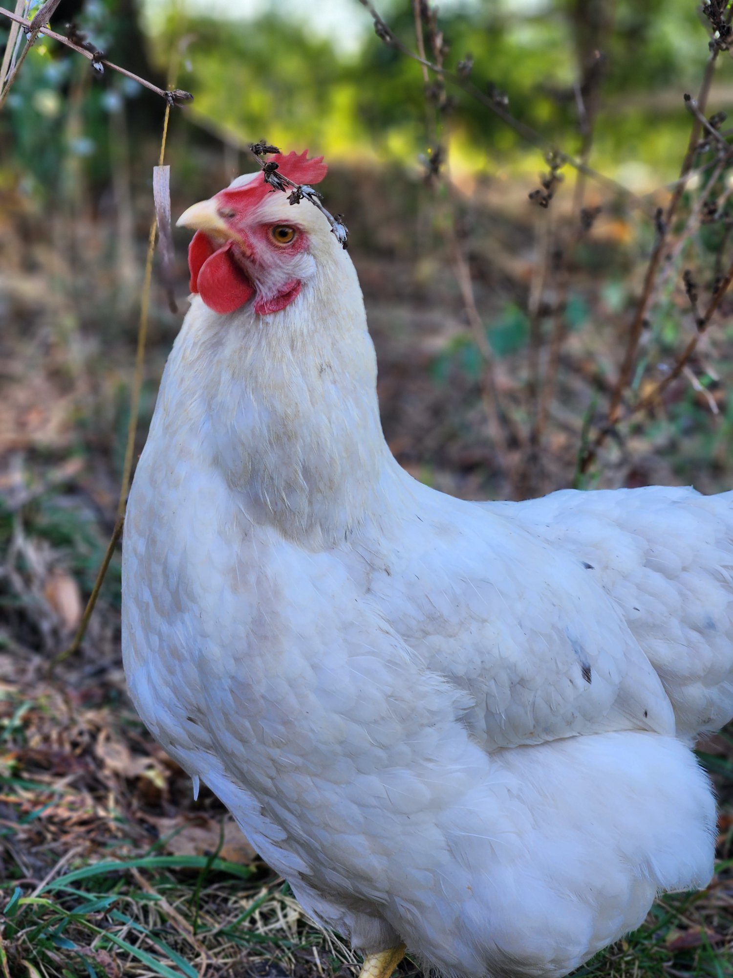 Feathers of Fall Photo Contest—BYC's 2025 Spooktacular Halloween Hatch-Along 3.jpg