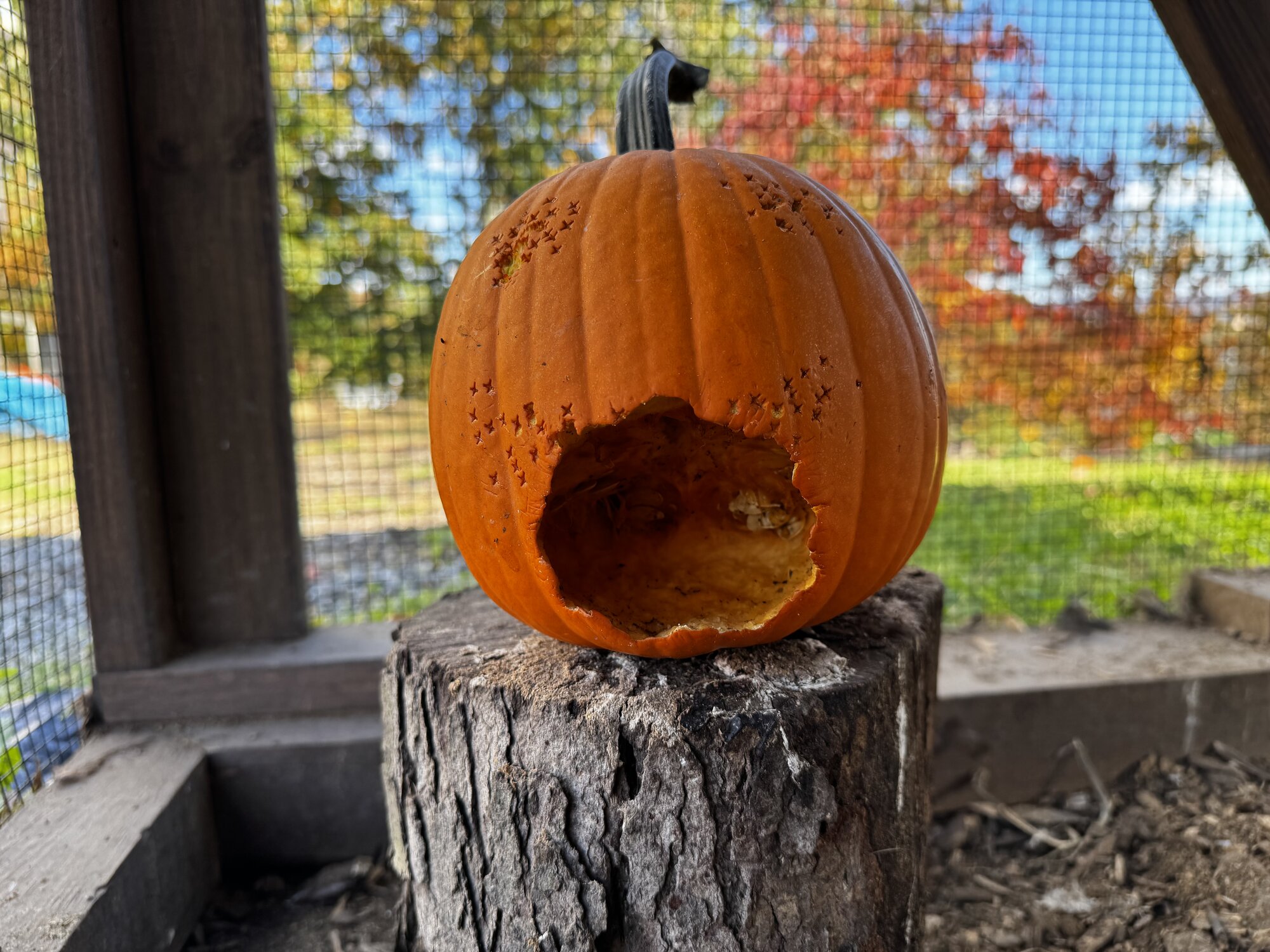 Feathers of Fall Photo Contest—BYC's 2025 Spooktacular Halloween Hatch-Along 30.jpg