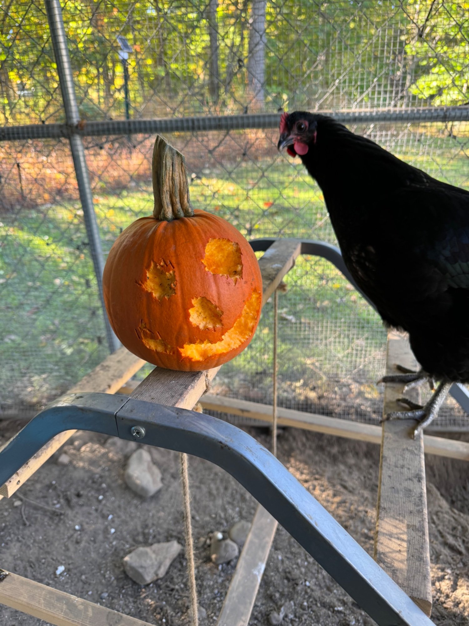 Feathers of Fall Photo Contest—BYC's 2025 Spooktacular Halloween Hatch-Along 31.jpg