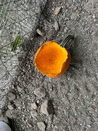 Feathers of Fall Photo Contest—BYC's 2025 Spooktacular Halloween Hatch-Along 32.jpg