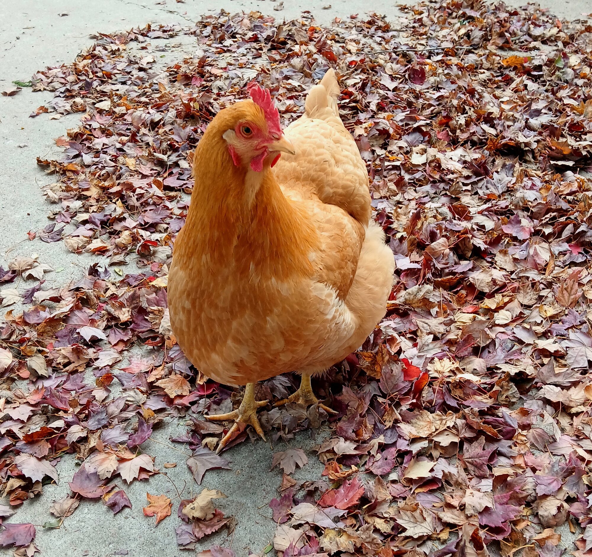 Feathers of Fall Photo Contest—BYC's 2025 Spooktacular Halloween Hatch-Along 33.jpg