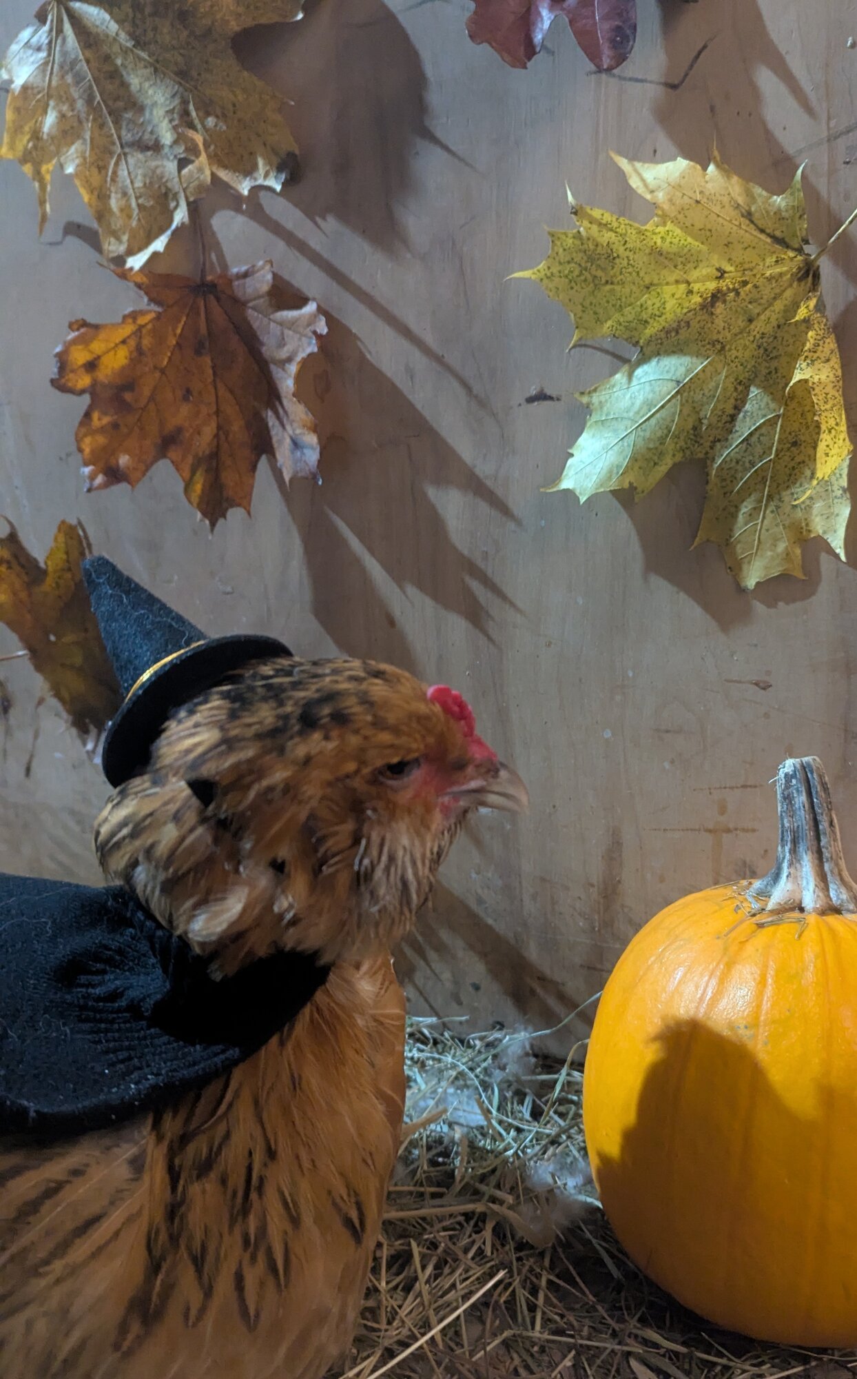 Feathers of Fall Photo Contest—BYC's 2025 Spooktacular Halloween Hatch-Along 34.jpg