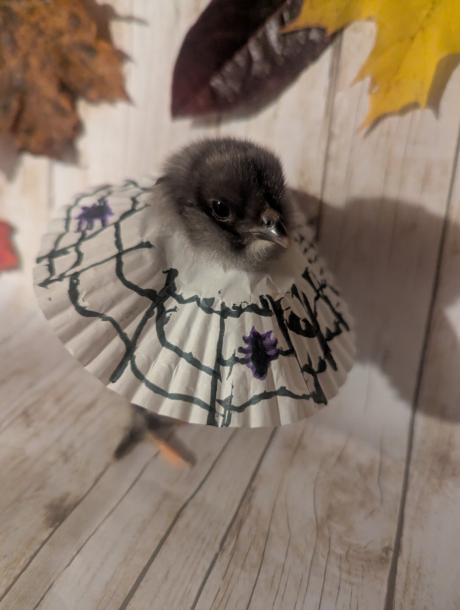Feathers of Fall Photo Contest—BYC's 2025 Spooktacular Halloween Hatch-Along 35.jpg
