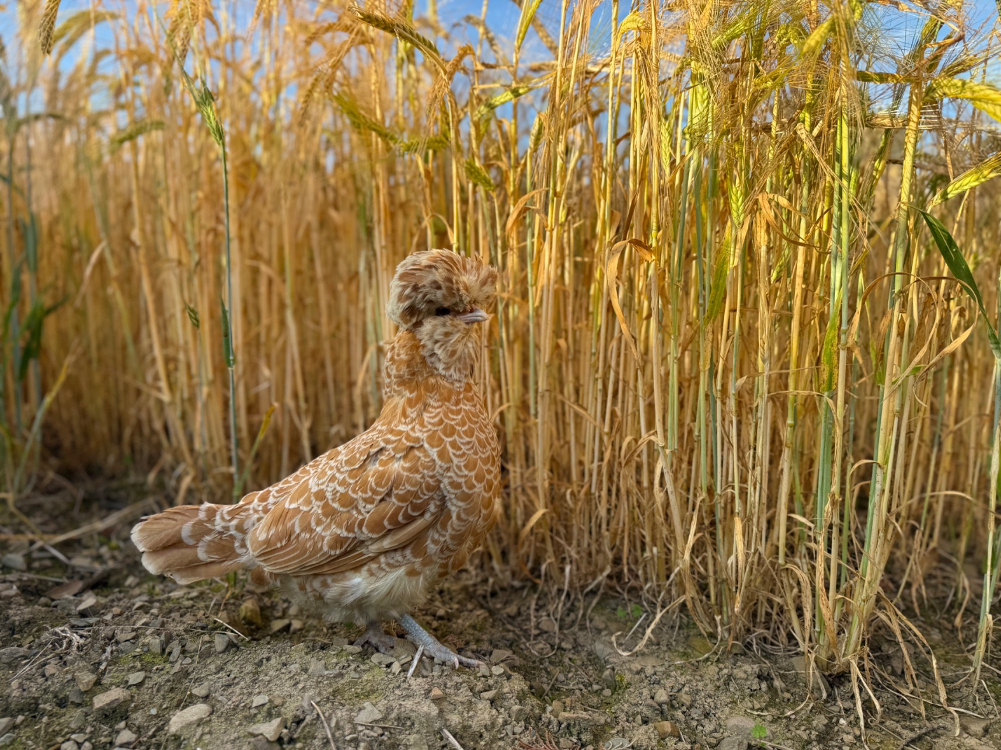Feathers of Fall Photo Contest—BYC's 2025 Spooktacular Halloween Hatch-Along 36.jpg