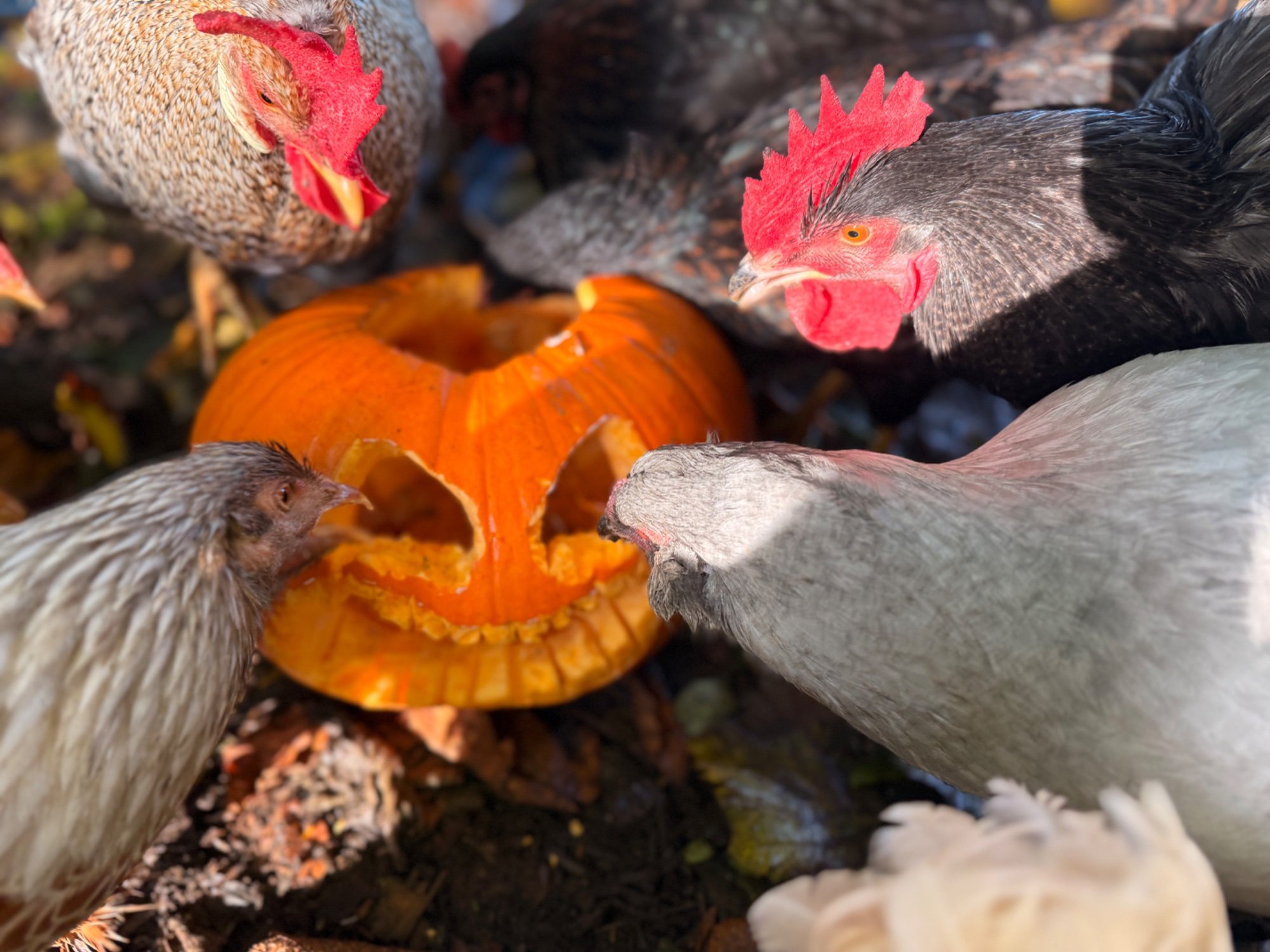 Feathers of Fall Photo Contest—BYC's 2025 Spooktacular Halloween Hatch-Along 37.jpg