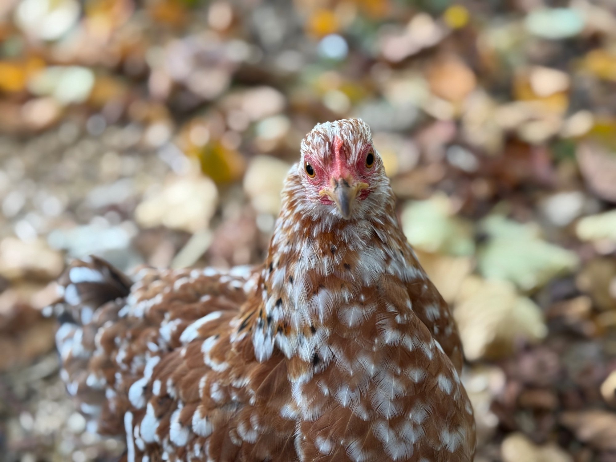 Feathers of Fall Photo Contest—BYC's 2025 Spooktacular Halloween Hatch-Along 38.jpg