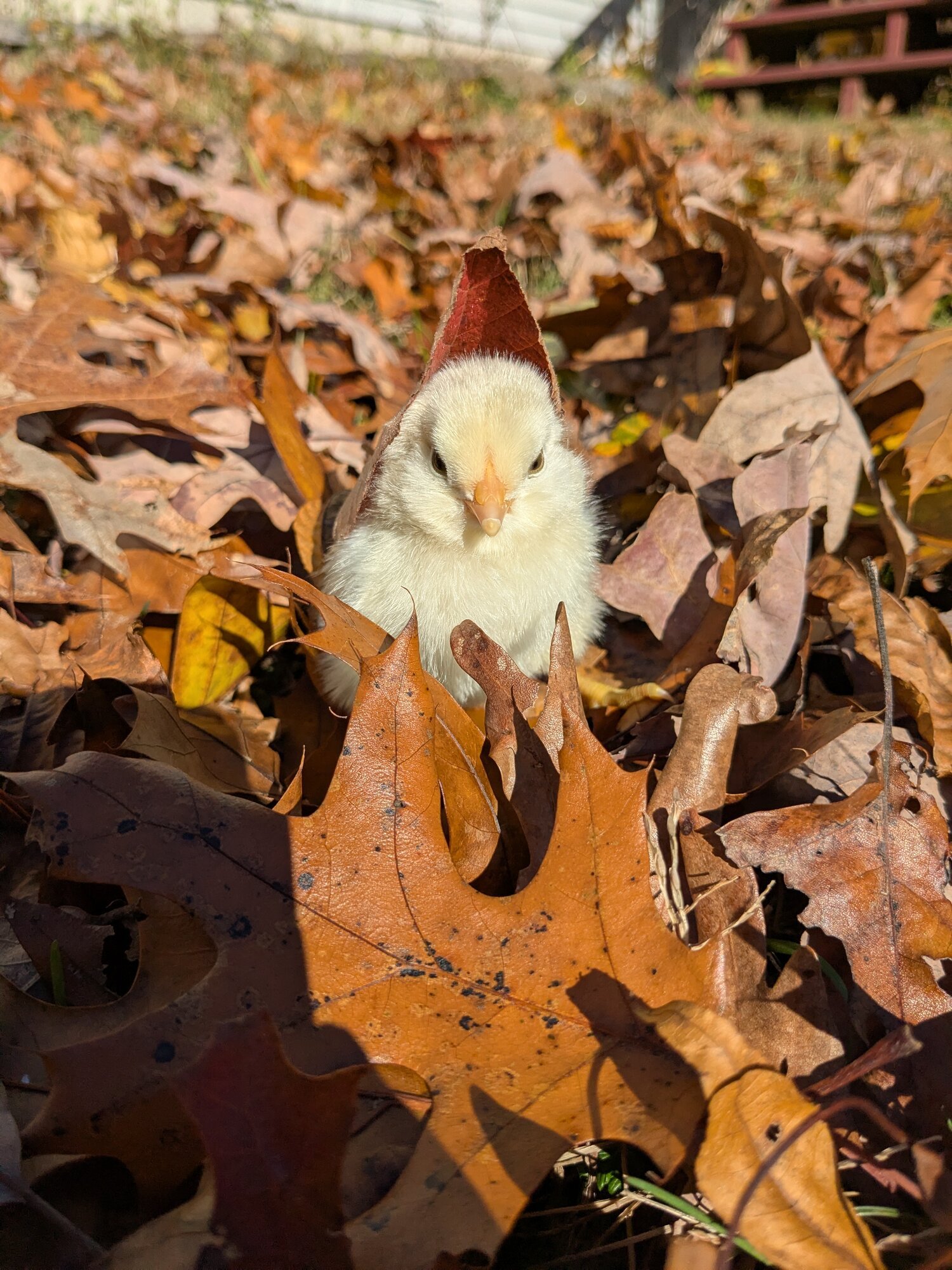 Feathers of Fall Photo Contest—BYC's 2025 Spooktacular Halloween Hatch-Along 41.jpg