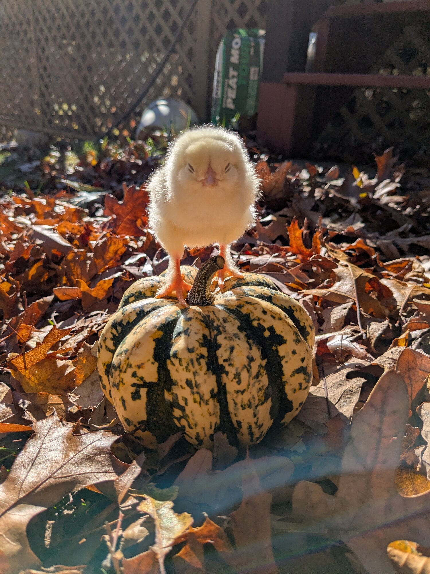Feathers of Fall Photo Contest—BYC's 2025 Spooktacular Halloween Hatch-Along 42.jpg