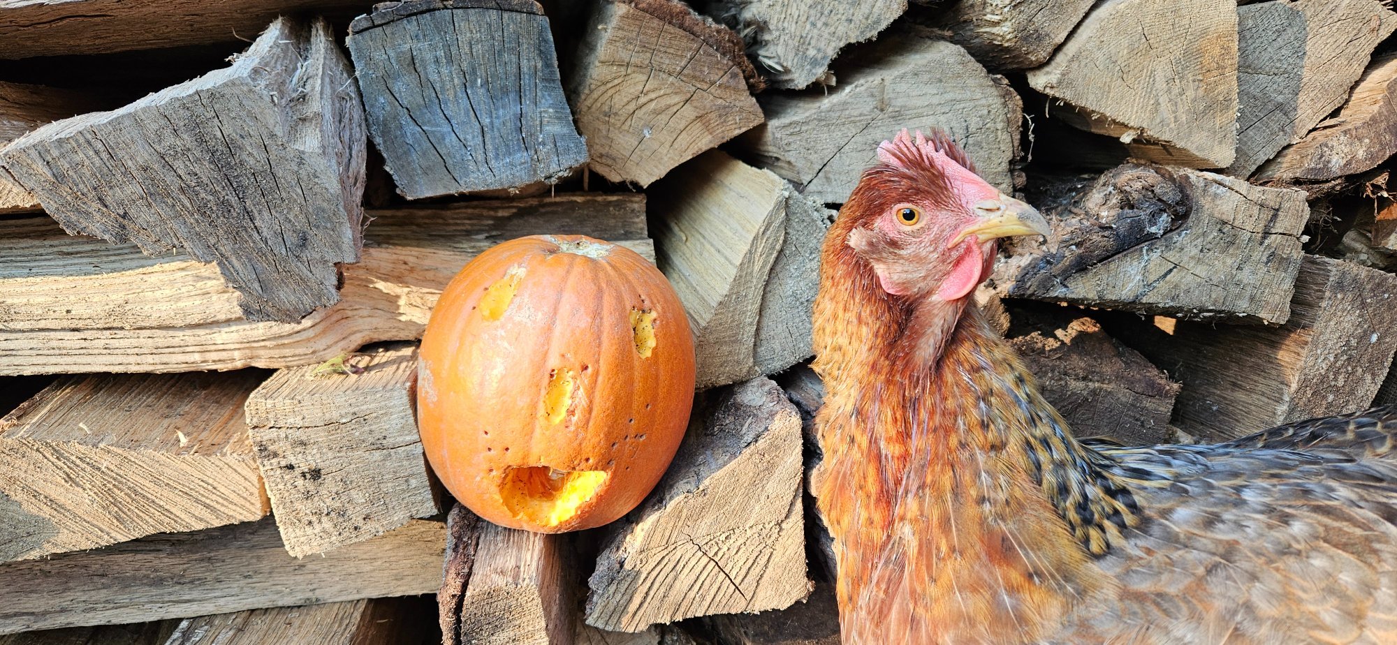 Feathers of Fall Photo Contest—BYC's 2025 Spooktacular Halloween Hatch-Along 43.jpg