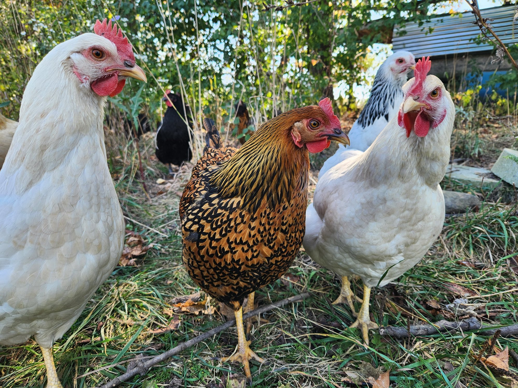 Feathers of Fall Photo Contest—BYC's 2025 Spooktacular Halloween Hatch-Along 5.jpg