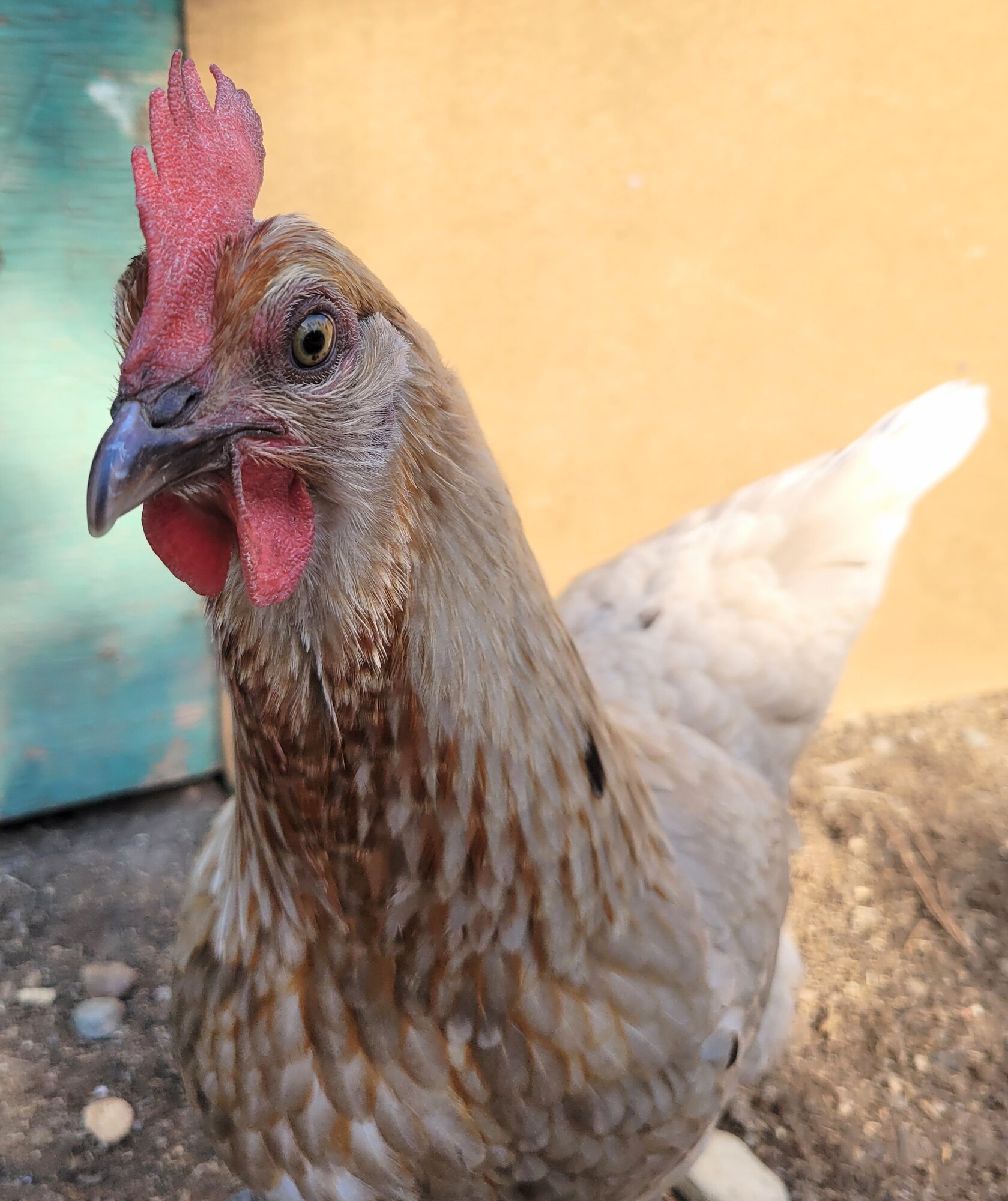 Feathers of Fall Photo Contest—BYC's 2025 Spooktacular Halloween Hatch-Along 7.jpg