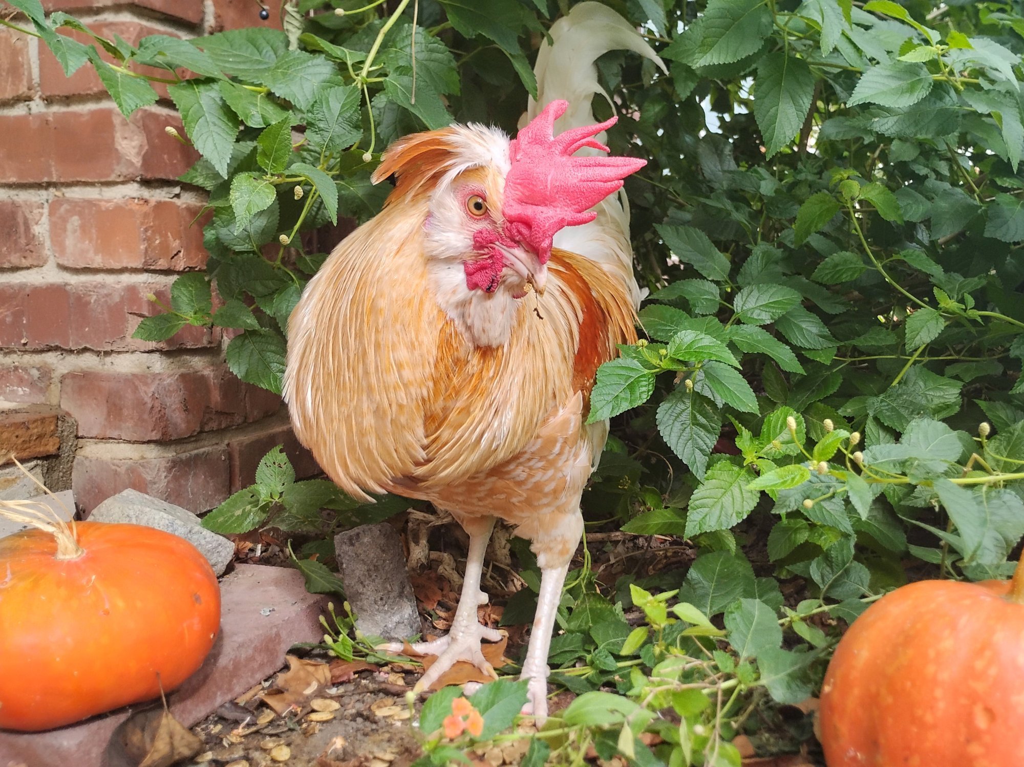 Feathers of Fall Photo Contest—BYC's 2025 Spooktacular Halloween Hatch-Along 8.jpg