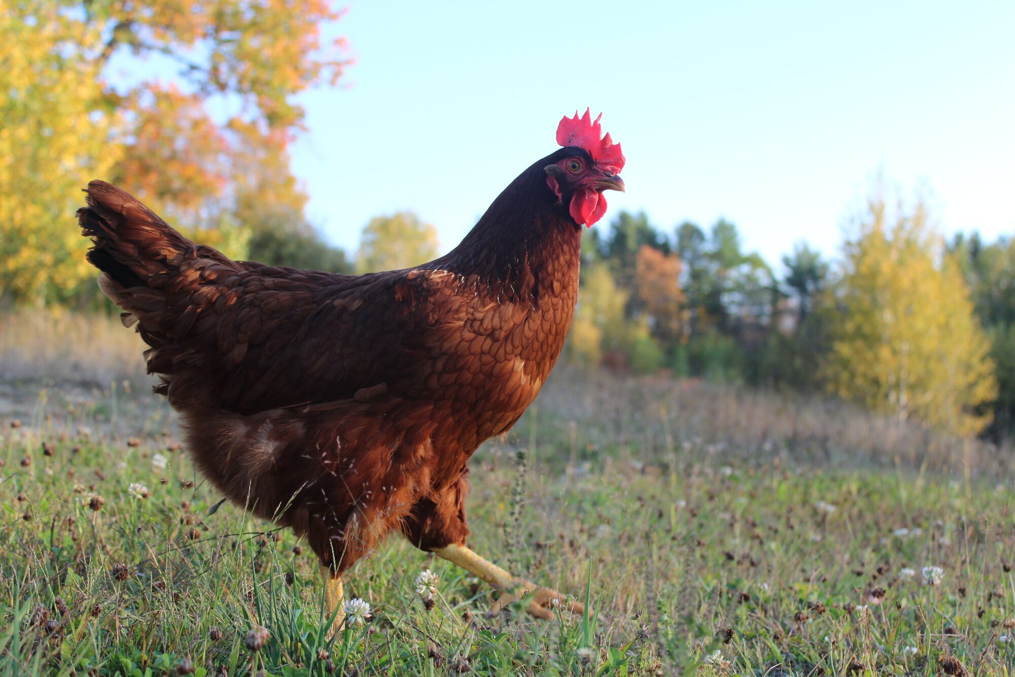 Feathers of Fall Photo Contest—BYC's 2025 Spooktacular Halloween Hatch-Along 9.jpg