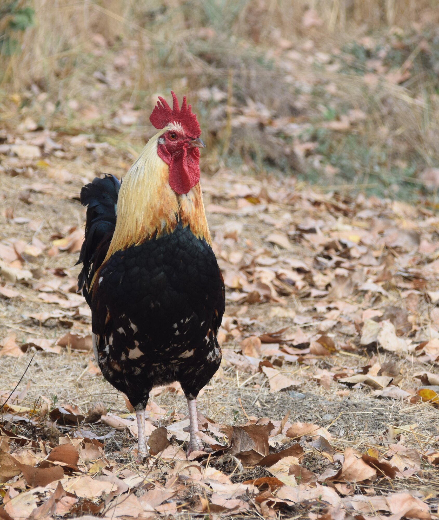 Feathers of Fall Photo Contest 1.jpg