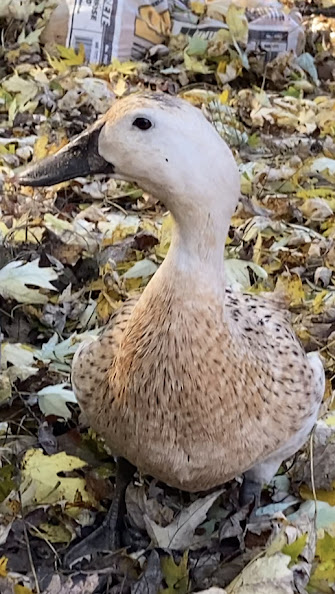 Feathers of Fall Photo Contest 11.jpg