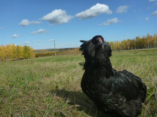 Feathers of Fall Photo Contest 13.jpg