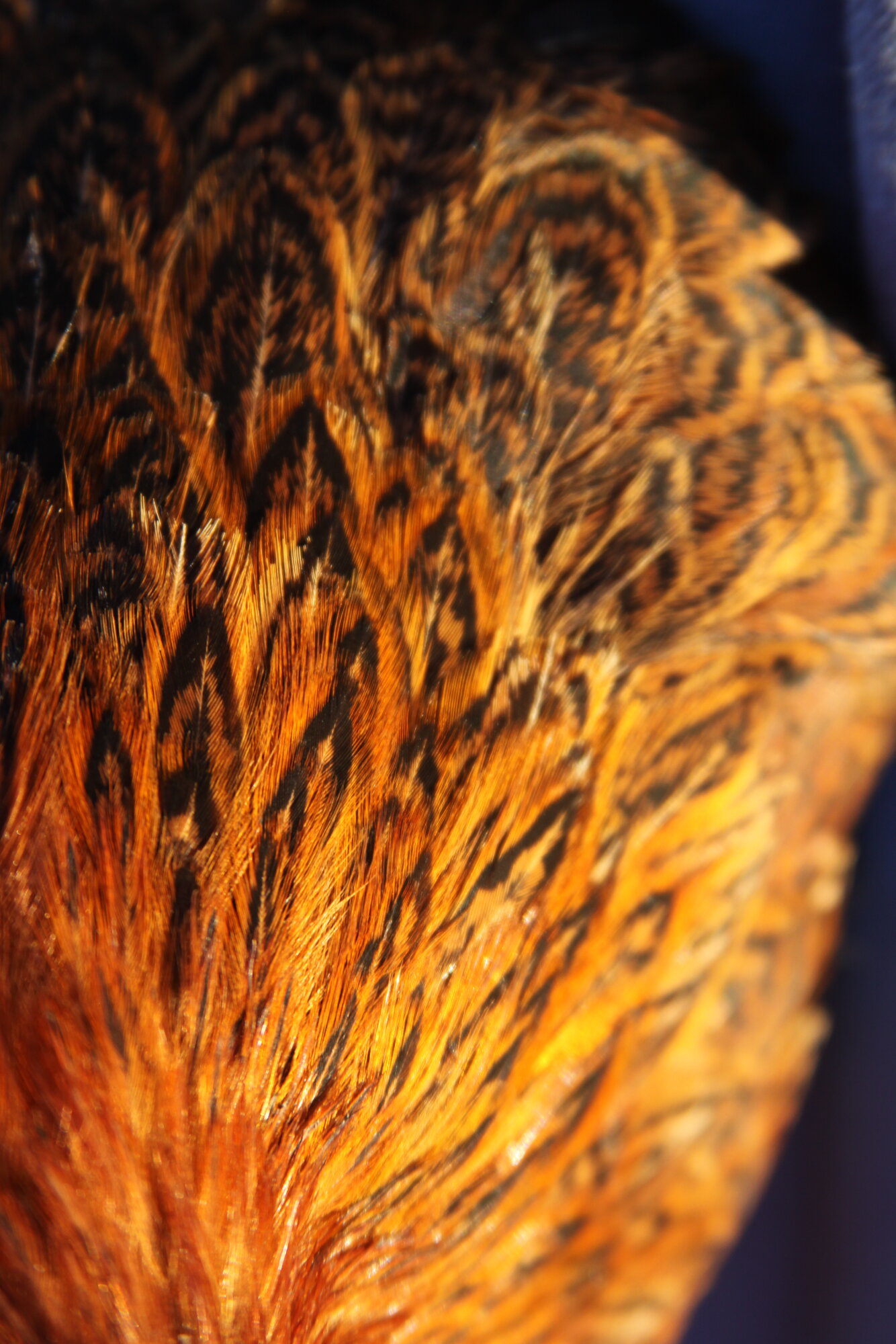 Feathers of Fall Photo Contest 16.jpg