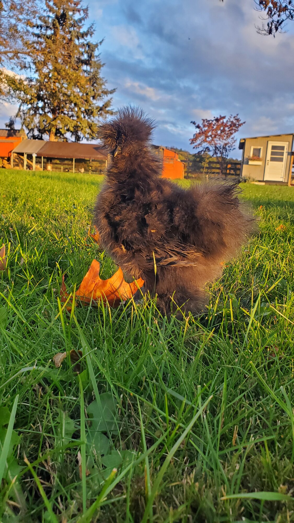 Feathers of Fall Photo Contest 17.jpg