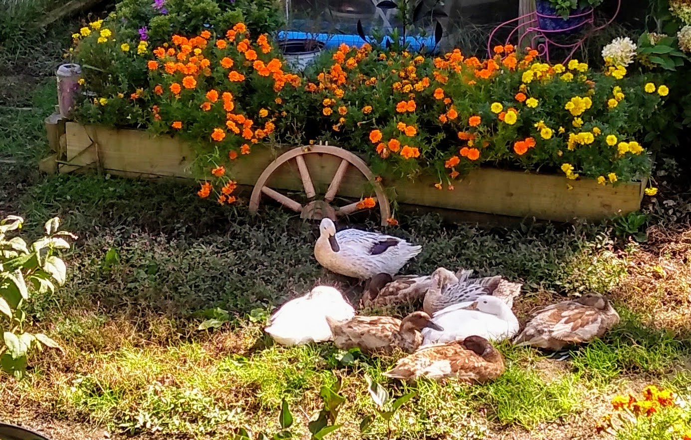 Feathers of Fall Photo Contest 19.jpg