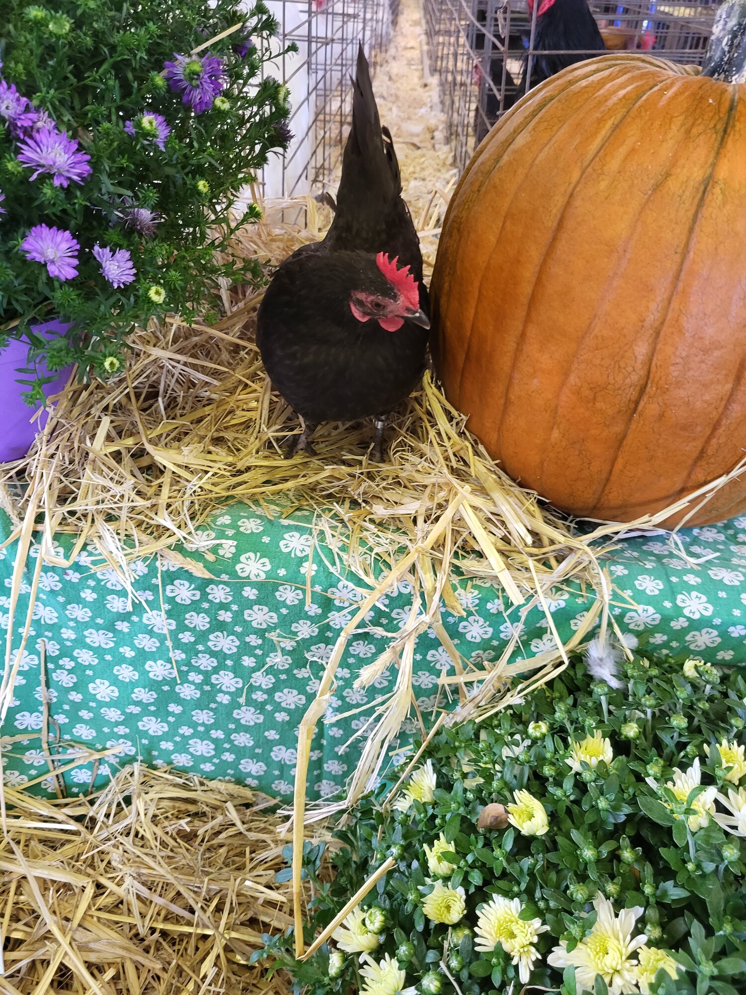 Feathers of Fall Photo Contest 2.jpg