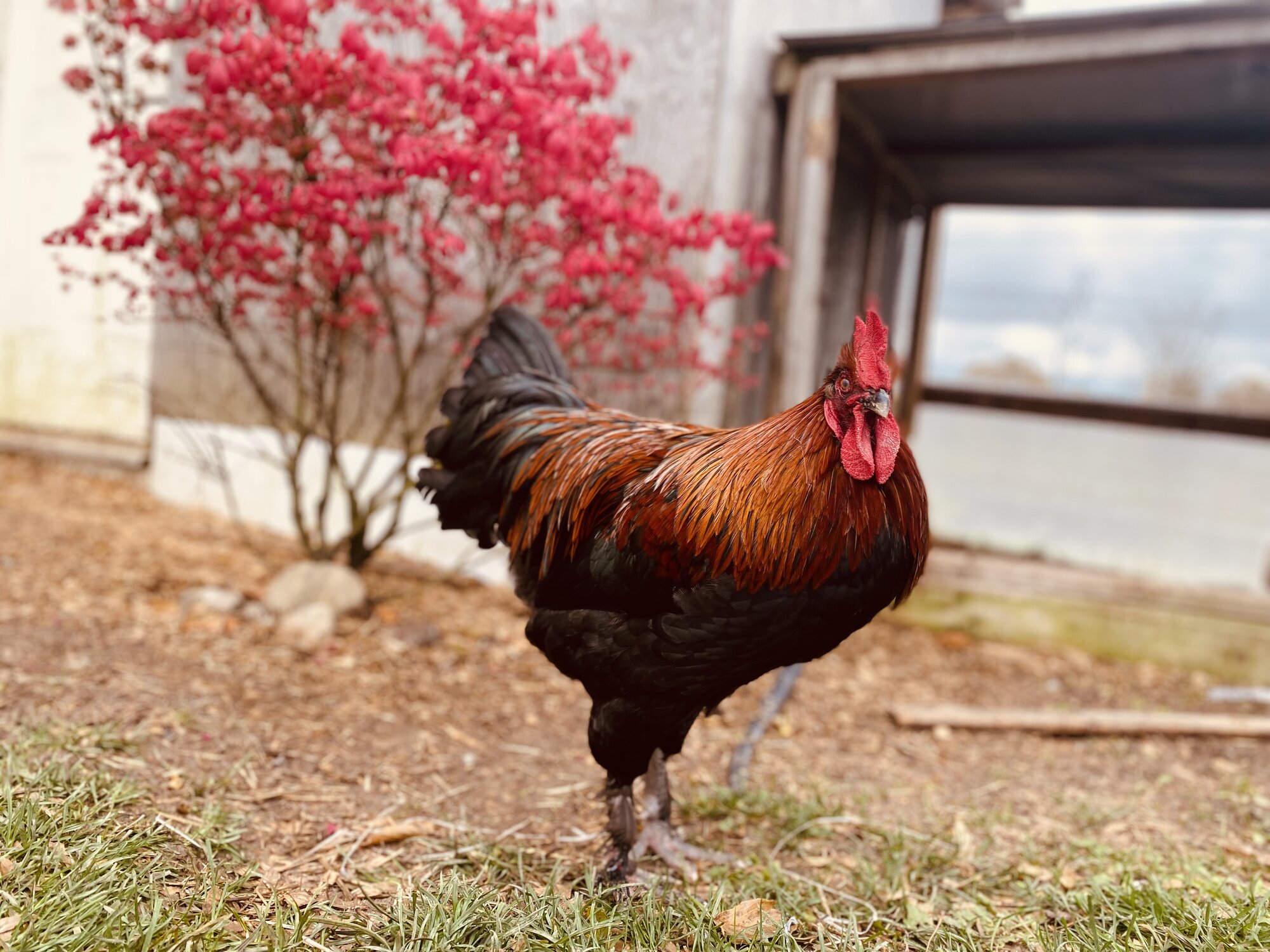 Feathers of Fall Photo Contest 20.jpg