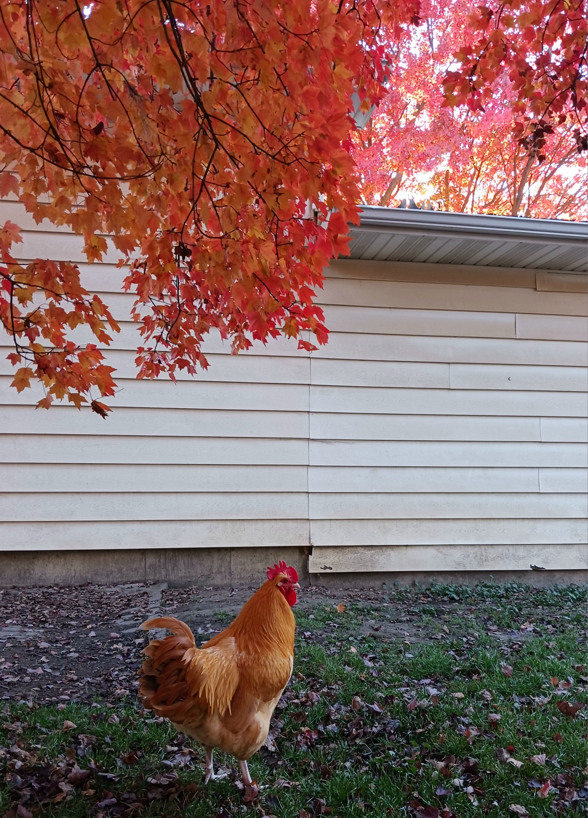 Feathers of Fall Photo Contest 21.jpg