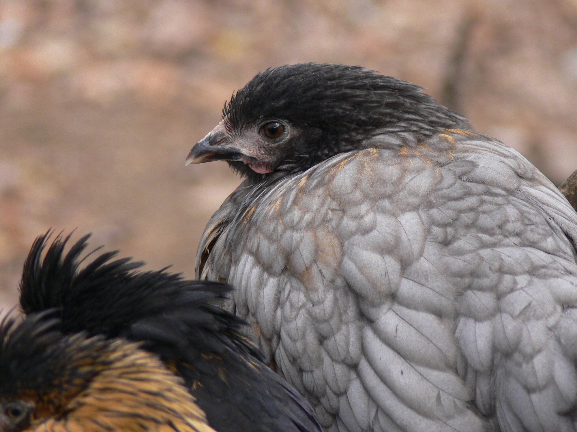 Feathers of Fall Photo Contest 24.jpg