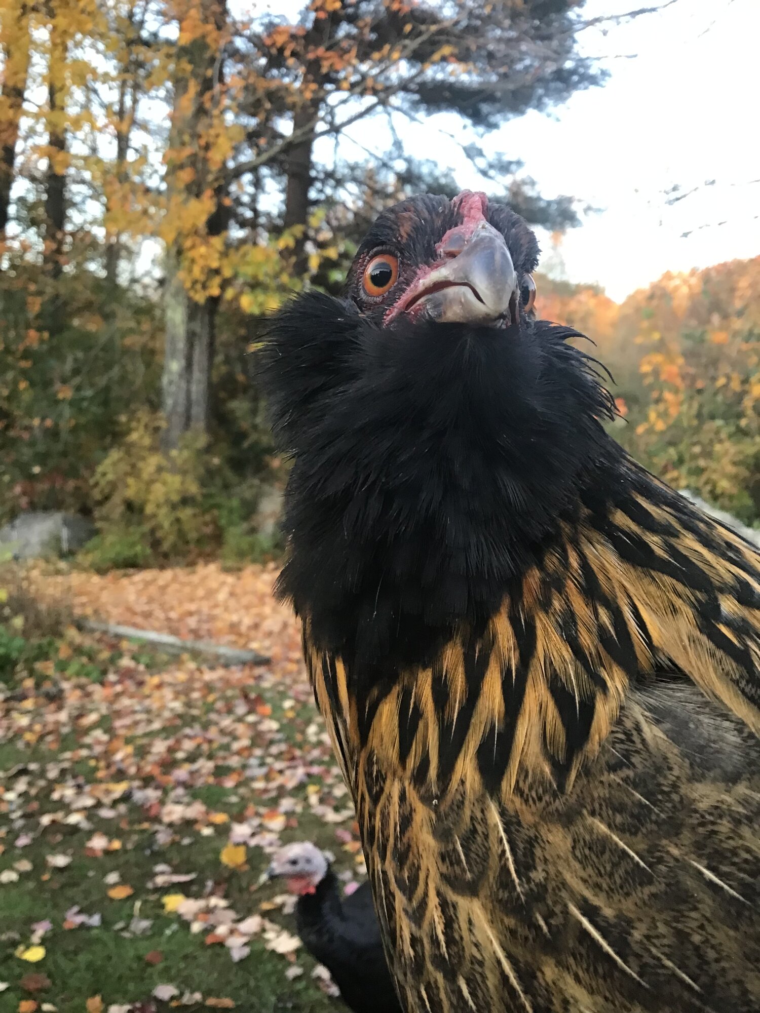 Feathers of Fall Photo Contest 25.jpg