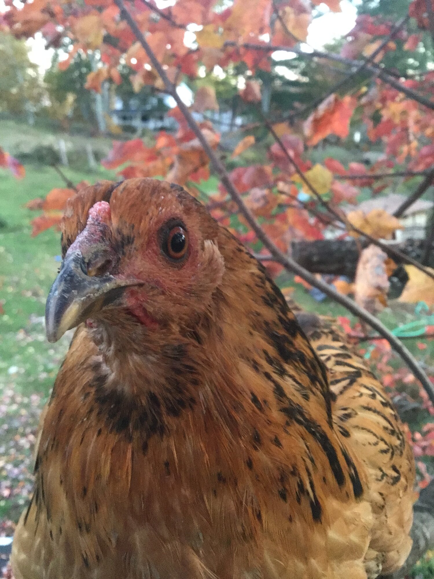 Feathers of Fall Photo Contest 26.jpg
