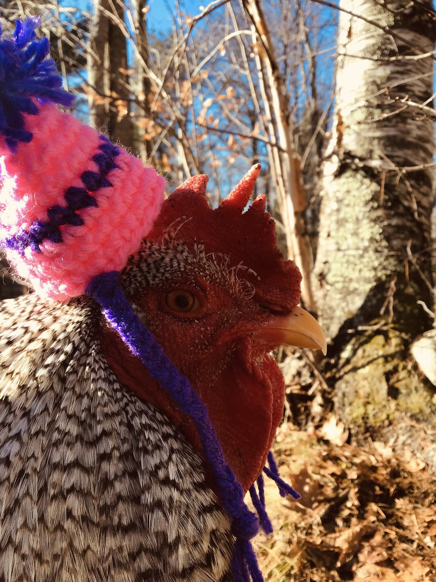 Feathers of Fall Photo Contest 27.jpg