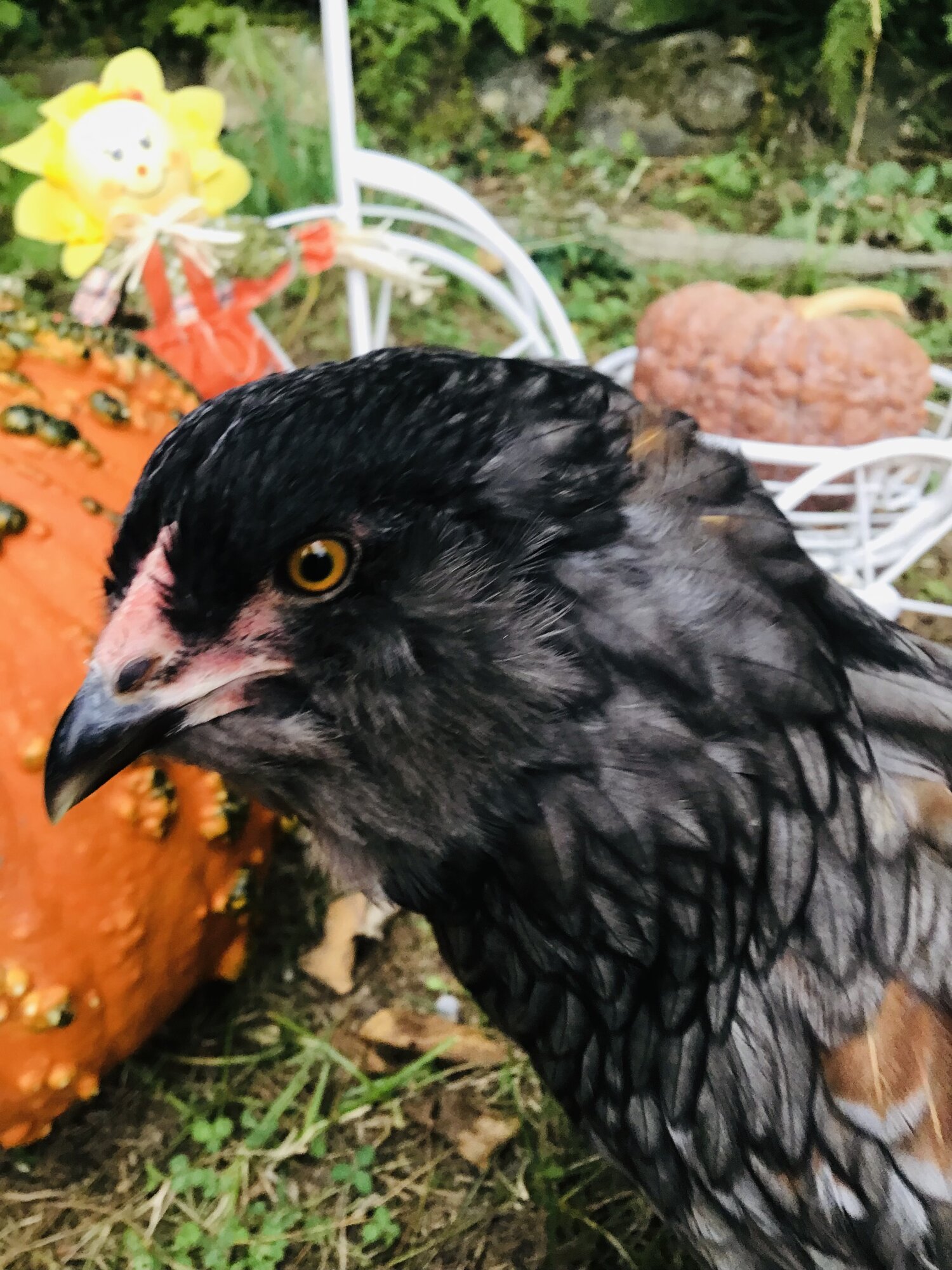 Feathers of Fall Photo Contest 3.jpg
