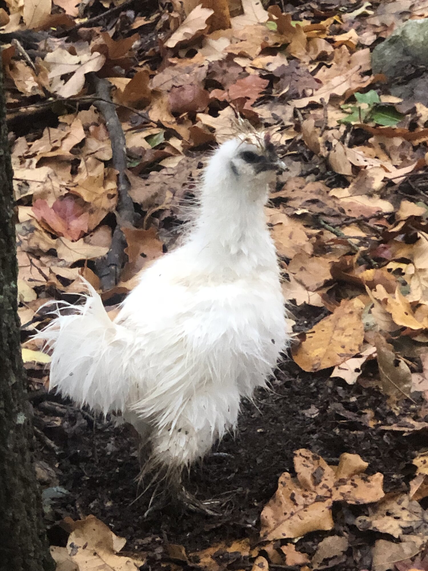 Feathers of Fall Photo Contest 30.jpg