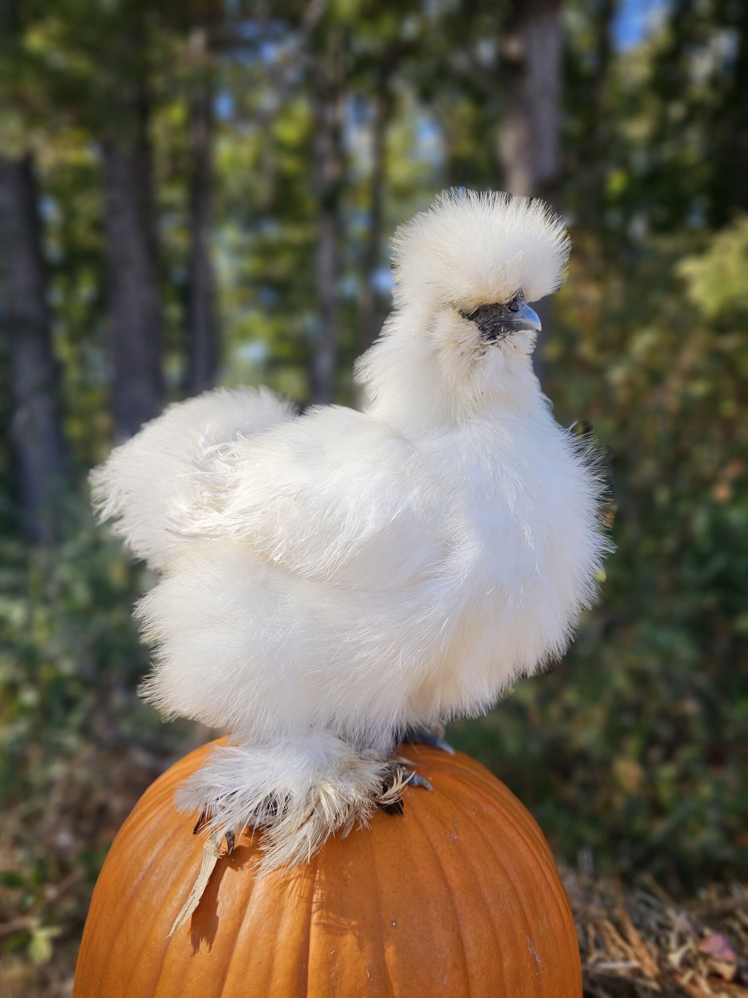 Feathers of Fall Photo Contest 32.jpg