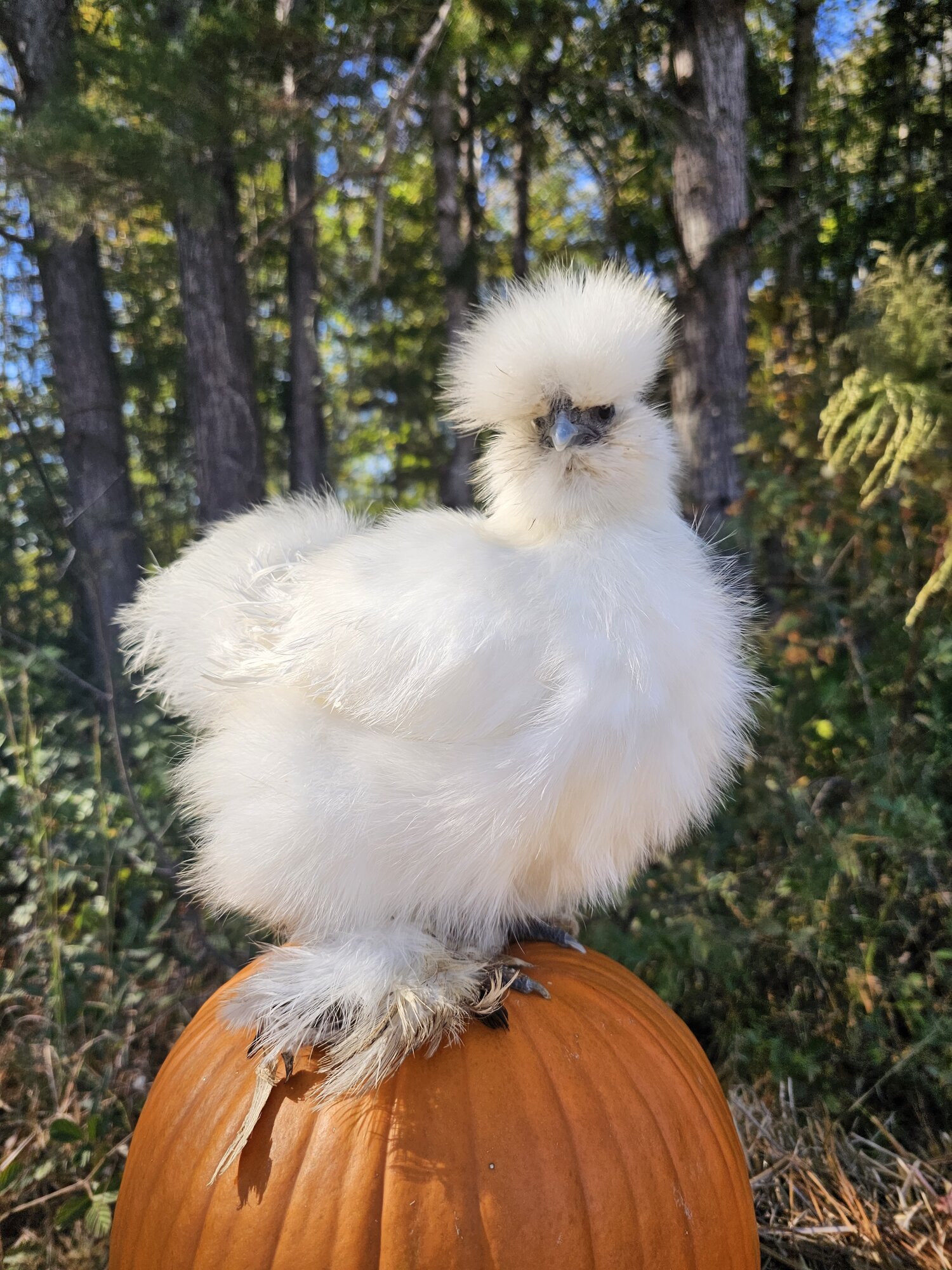 Feathers of Fall Photo Contest 33.jpg