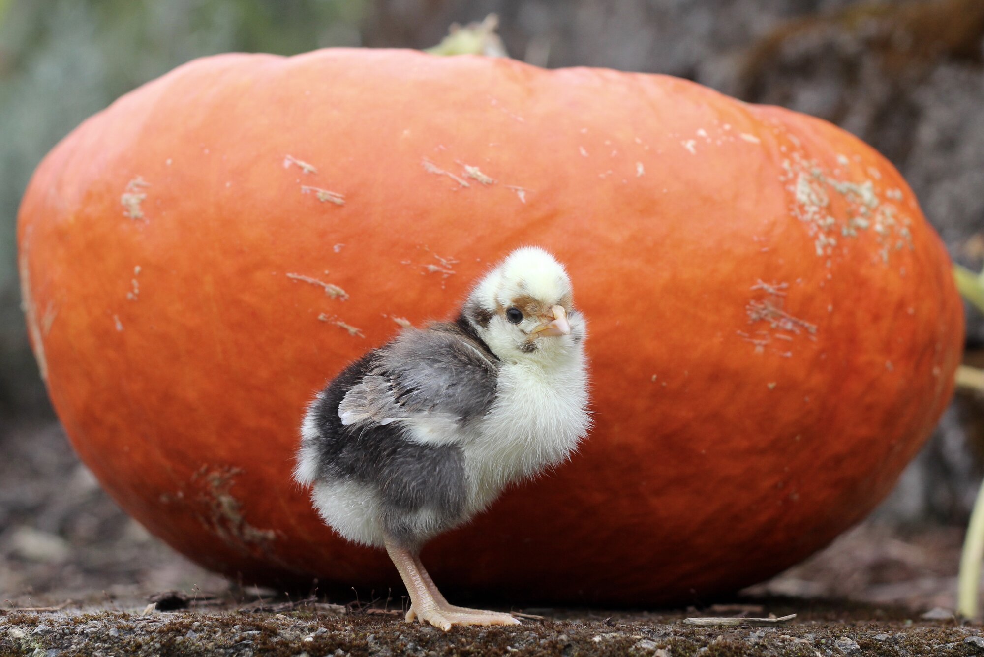 Feathers of Fall Photo Contest 34.jpg